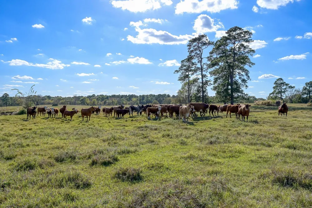 125 Spring Branch Road Montgomery, TX 77316