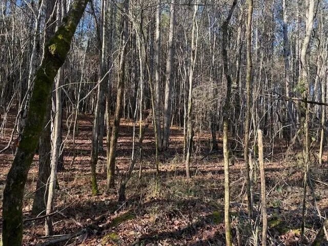 7 Hwy 11 Valley Head, AL 35989