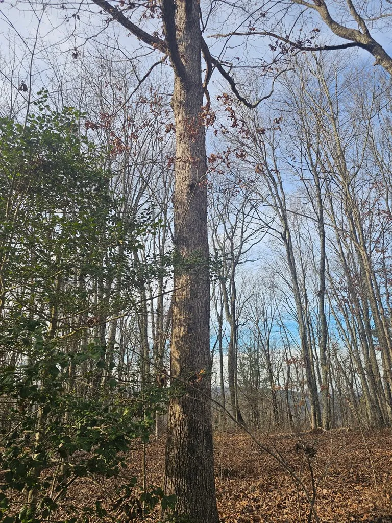 029003.0 Smith Mountain Dunlap, TN 37327