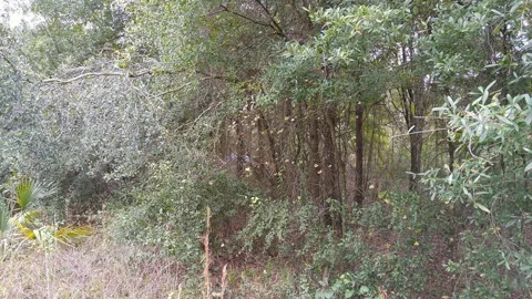 ROLLING MEADOW