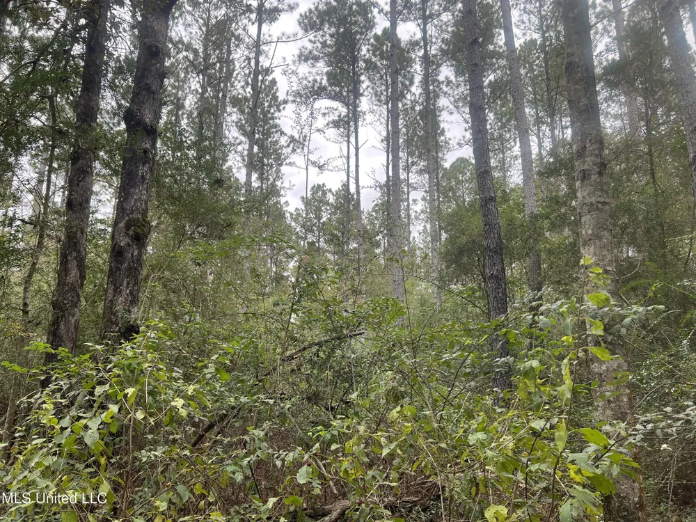 Enon Sartinville Road Jayess, MS 39641