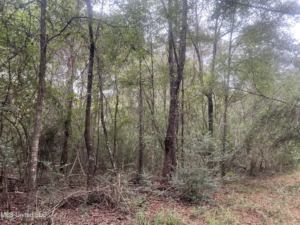Enon Sartinville Road Jayess, MS 39641