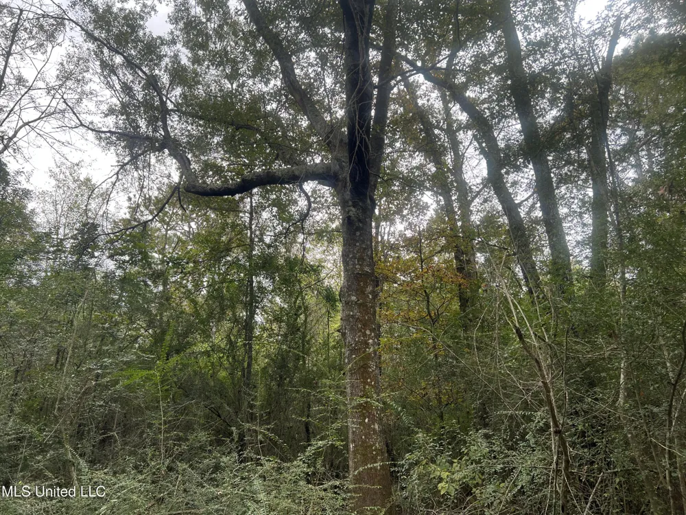Enon Sartinville Road Jayess, MS 39641