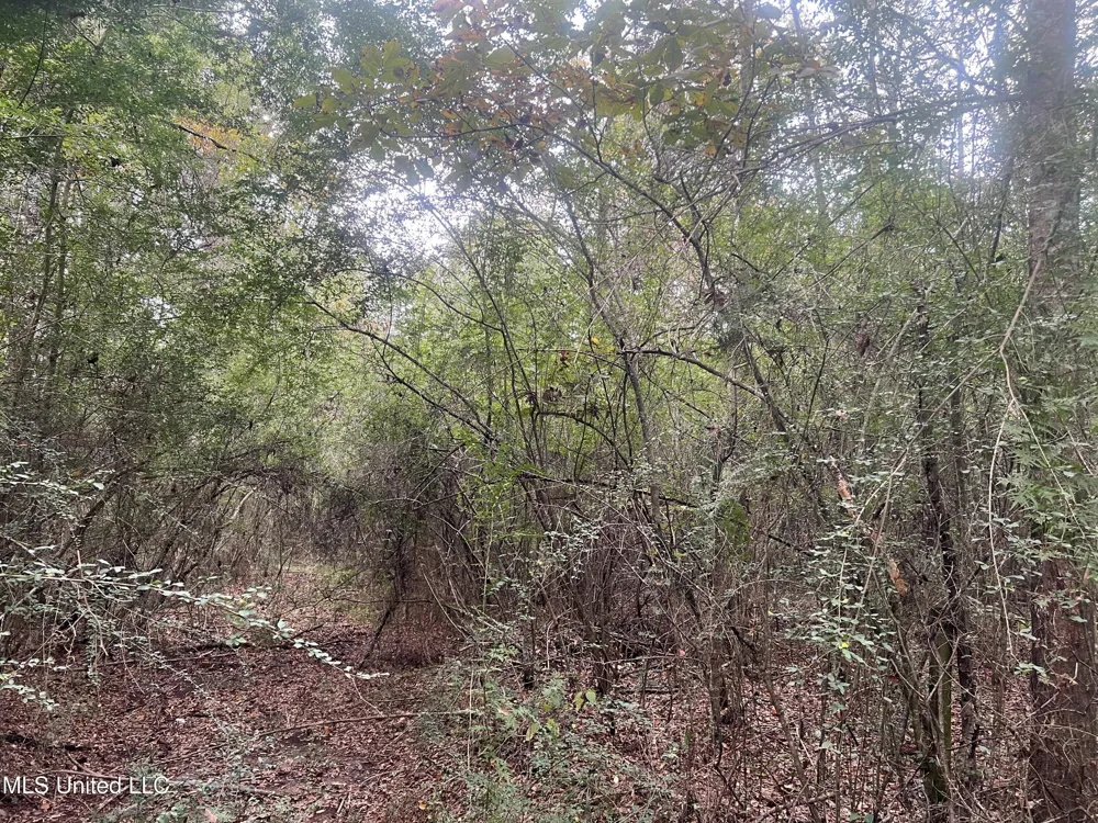 Enon Sartinville Road Jayess, MS 39641