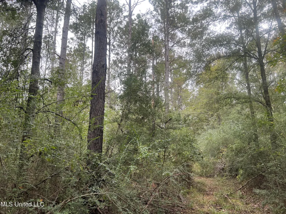 Enon Sartinville Road Jayess, MS 39641