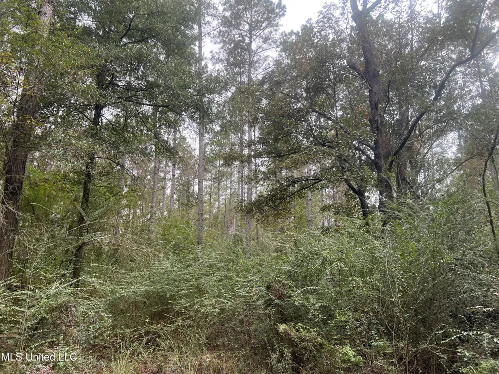 Enon Sartinville Road Jayess, MS 39641