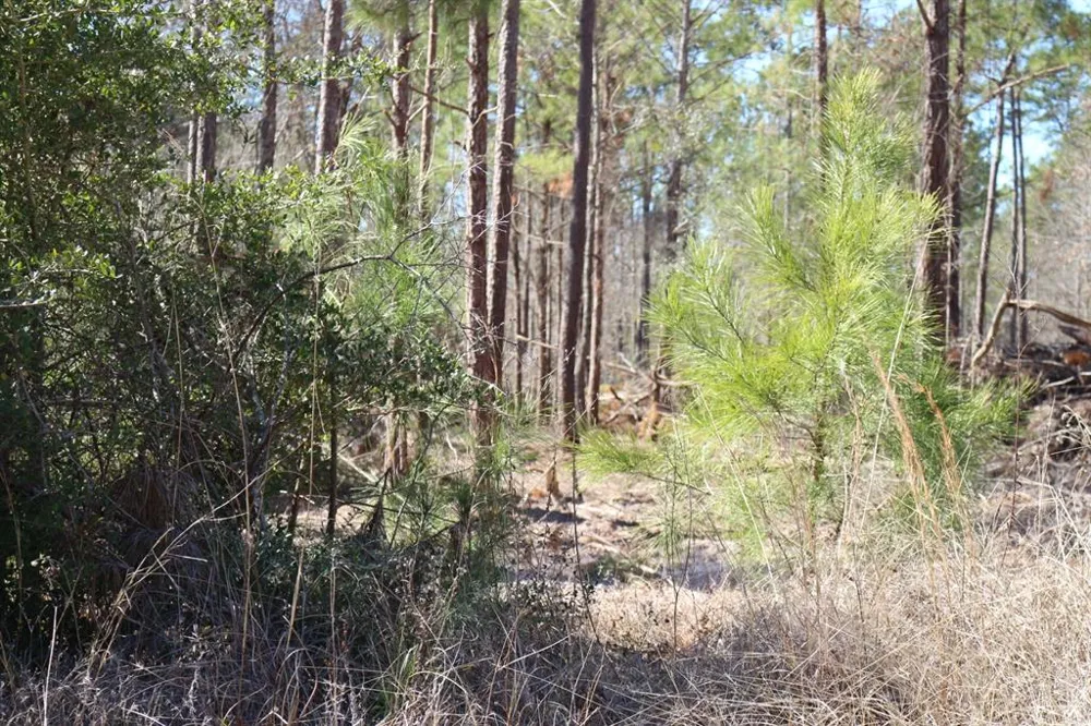12 Hanson Road Onalaska, TX 77360