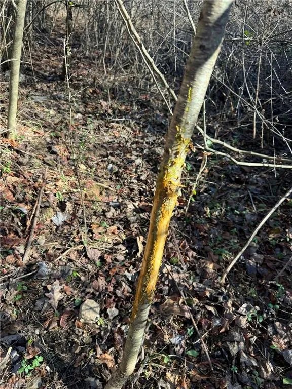 TBD Rock Creek Ch Road North Wilkesboro, NC 28659