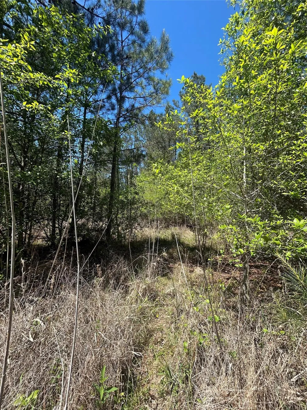39 Carter Ranch Road Kountze, TX 77625