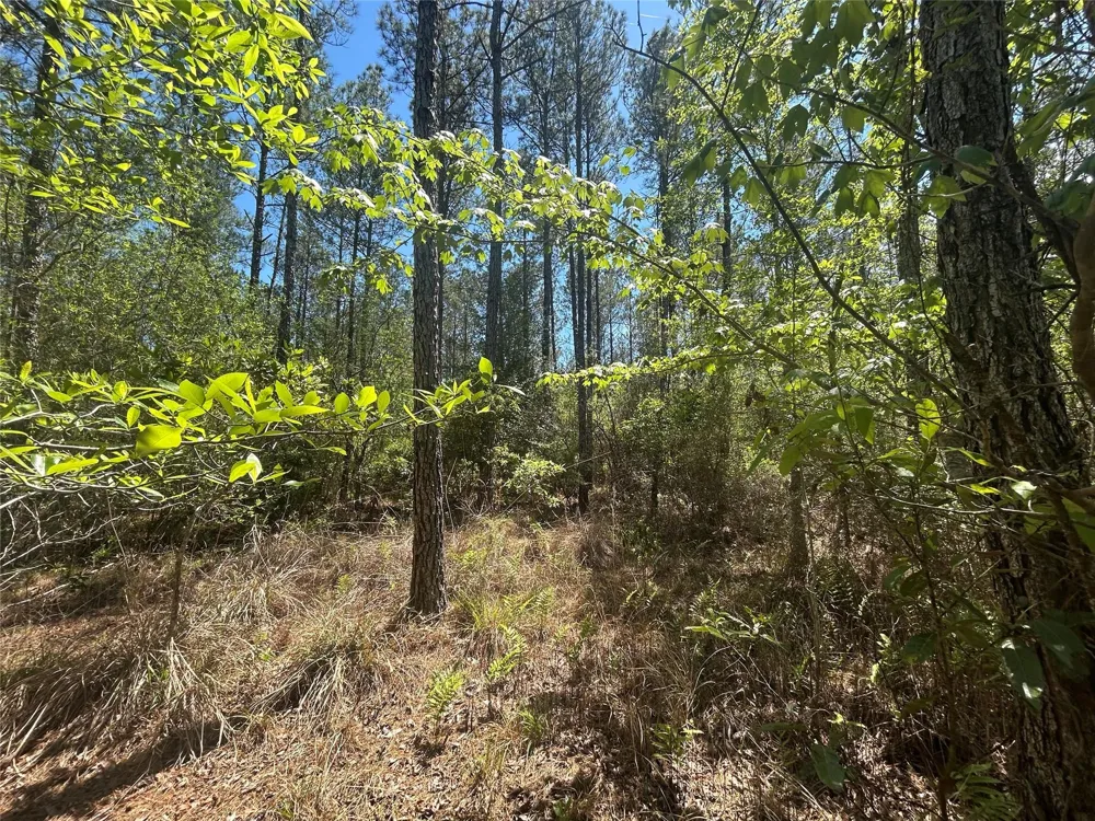 39 Carter Ranch Road Kountze, TX 77625