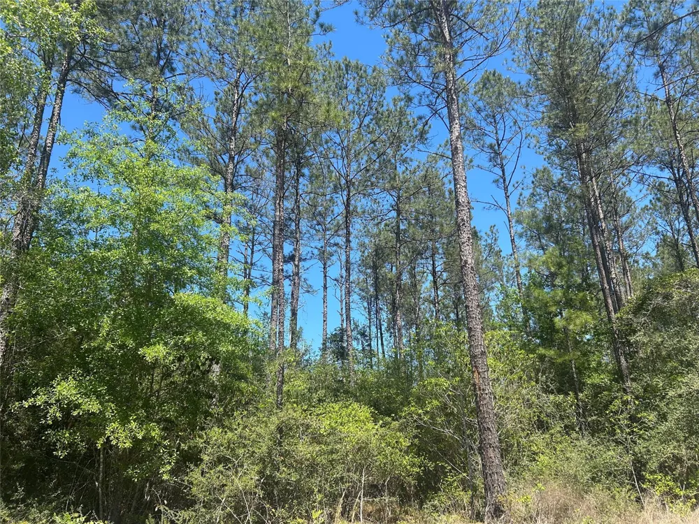 39 Carter Ranch Road Kountze, TX 77625