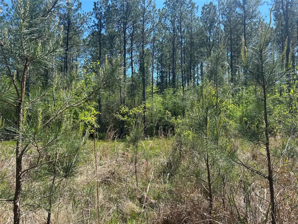 39 Carter Ranch Road Kountze, TX 77625