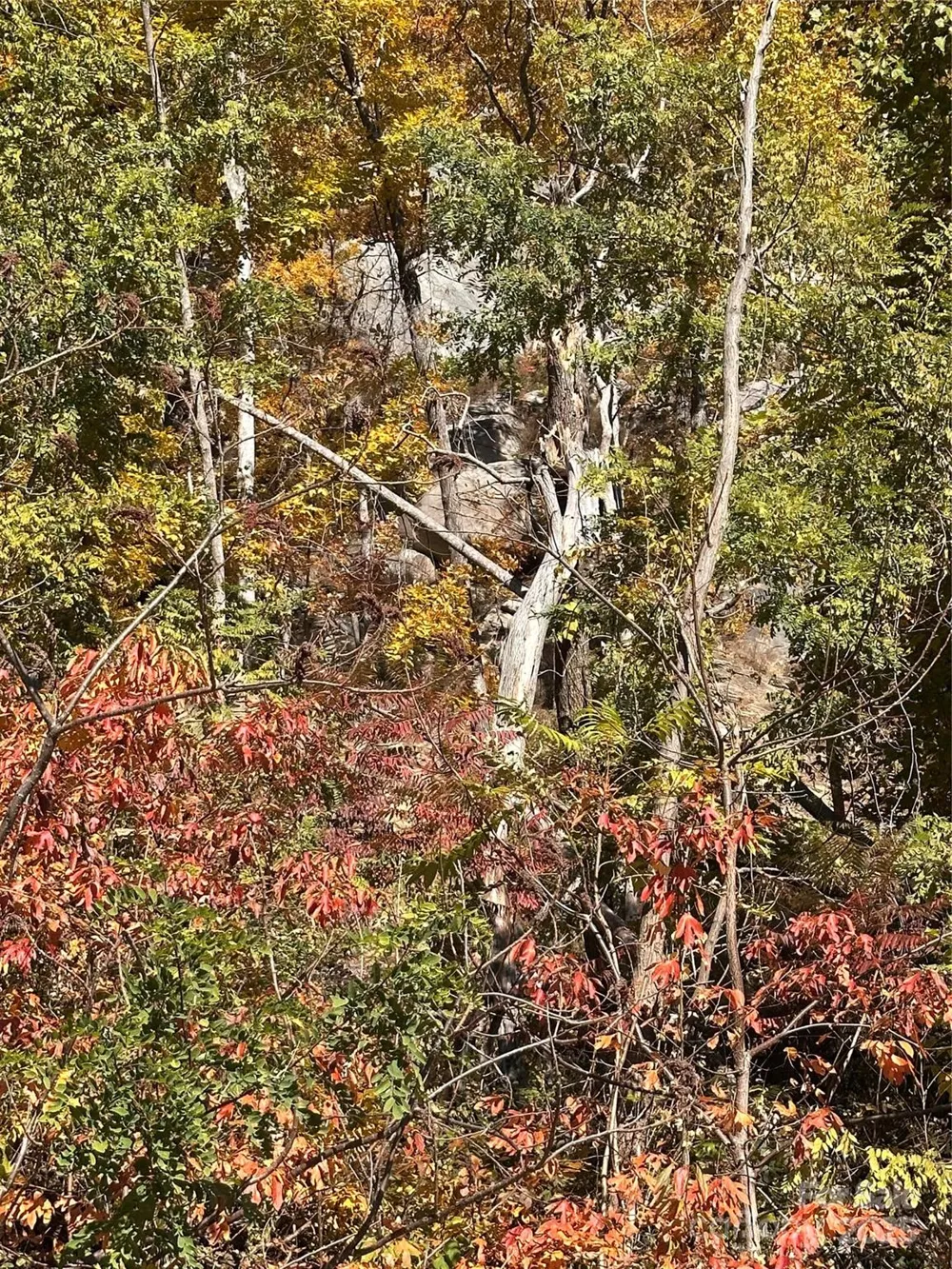 000 Cascada Vista Drive Chimney Rock, NC 28720