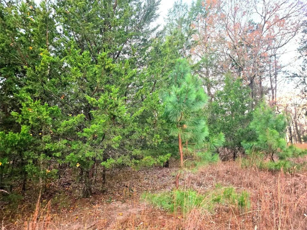 Mallard Way Larue, TX 75770