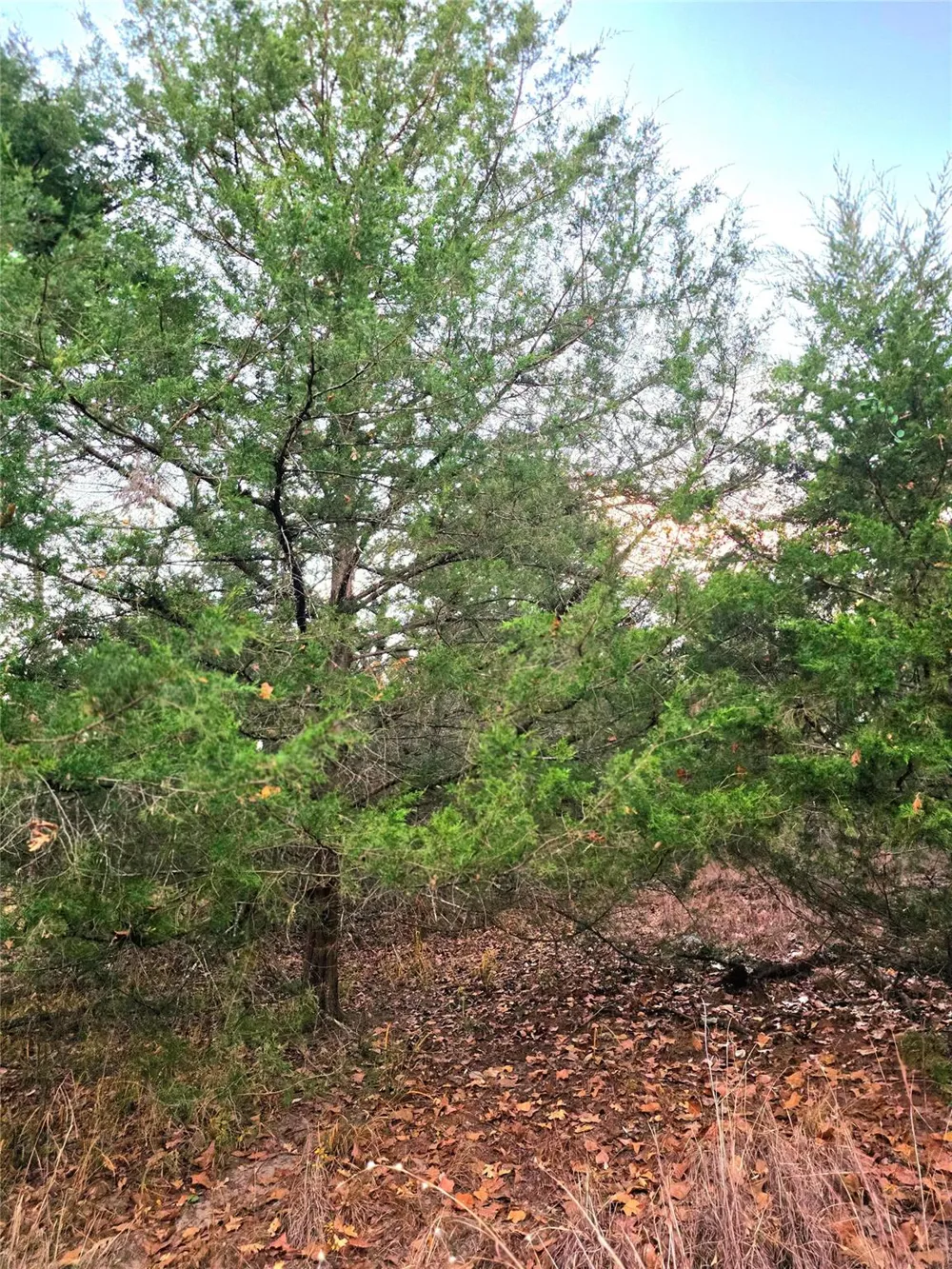 Mallard Way Larue, TX 75770