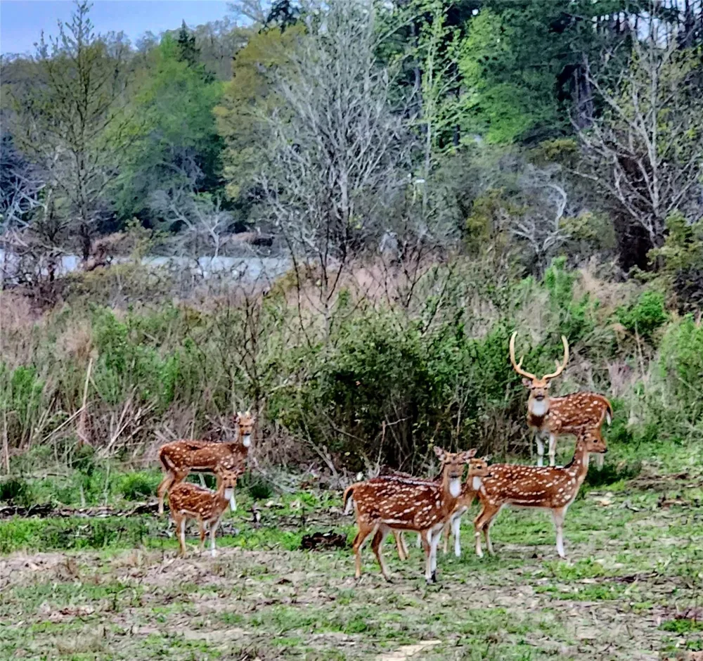 Mallard Way Larue, TX 75770