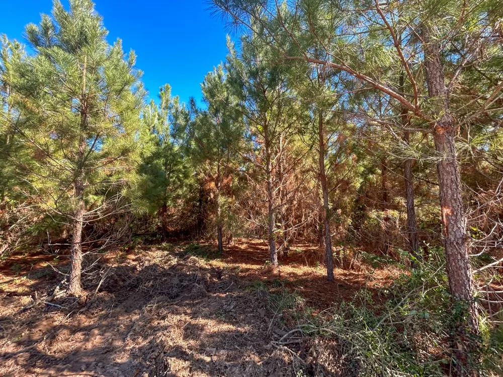 6 County Road 3121 Long Branch, TX 75669