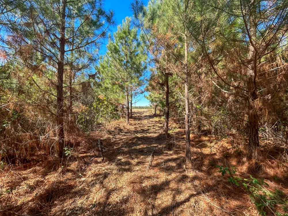 6 County Road 3121 Long Branch, TX 75669