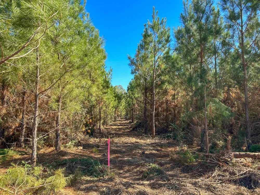 6 County Road 3121 Long Branch, TX 75669
