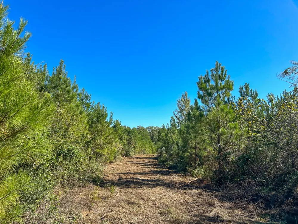 6 County Road 3121 Long Branch, TX 75669