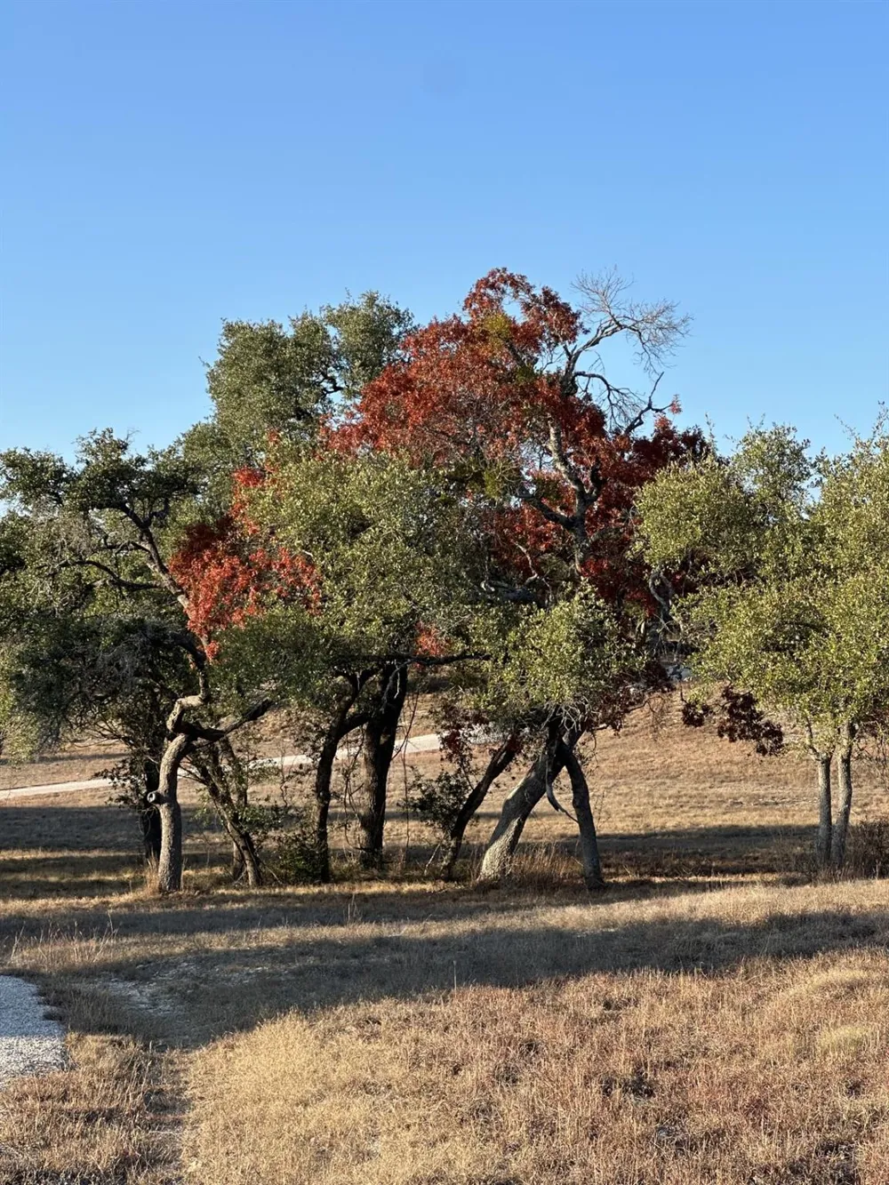 525 Outlook Drive Wimberley, TX 78676