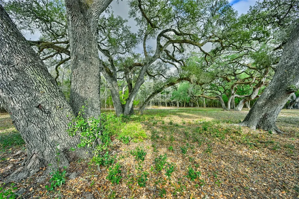 505 Live Oak Street Round Top, TX 78954