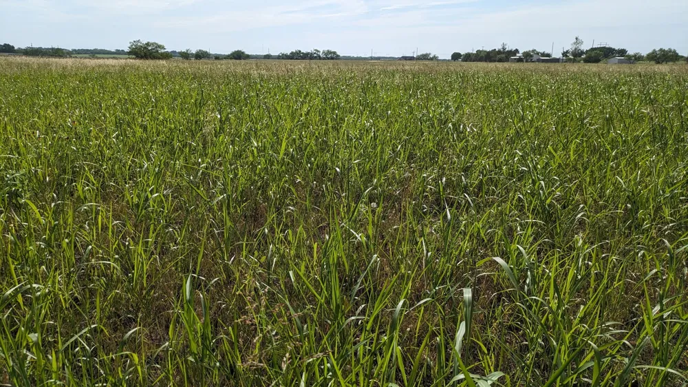 CR 223 Clyde, TX 79510