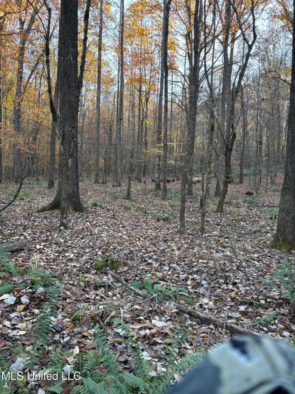 County Road 413 Oxford, MS 38655