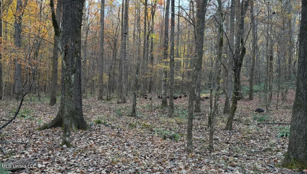 County Road 413 Oxford, MS 38655
