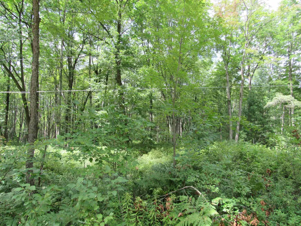Duby Road Alabaster Township, MI 48763