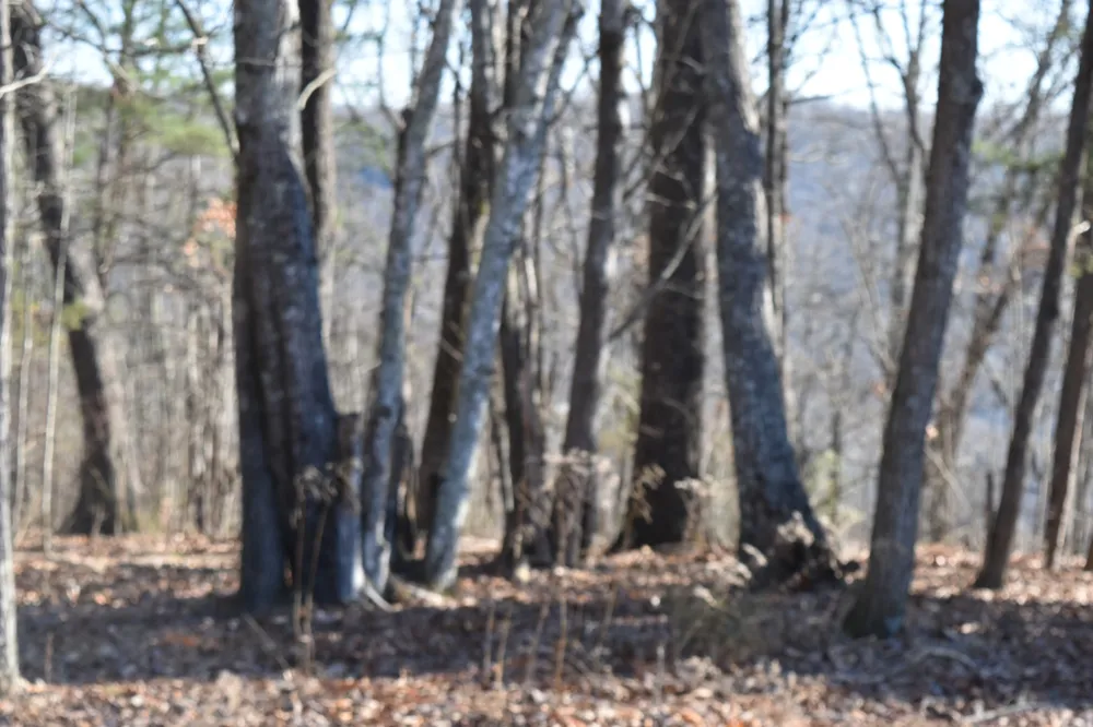 21 Laurel Lake Dr Monteagle, TN 37356