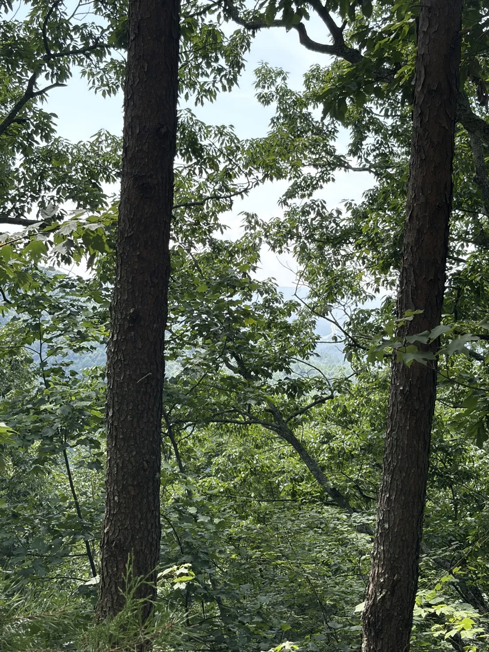21 Laurel Lake Dr Monteagle, TN 37356