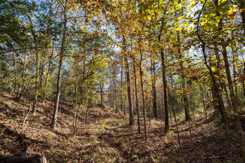 County Road 1135 Kennard, TX 75835