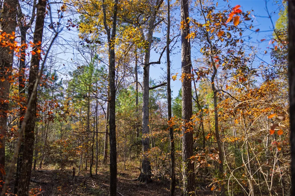 County Road 1135 Kennard, TX 75835