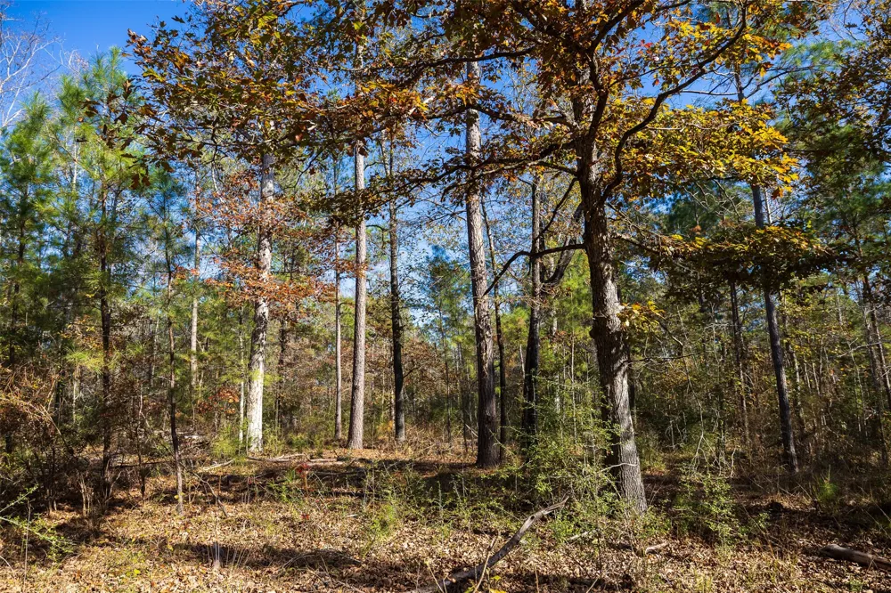 County Road 1135 Kennard, TX 75835