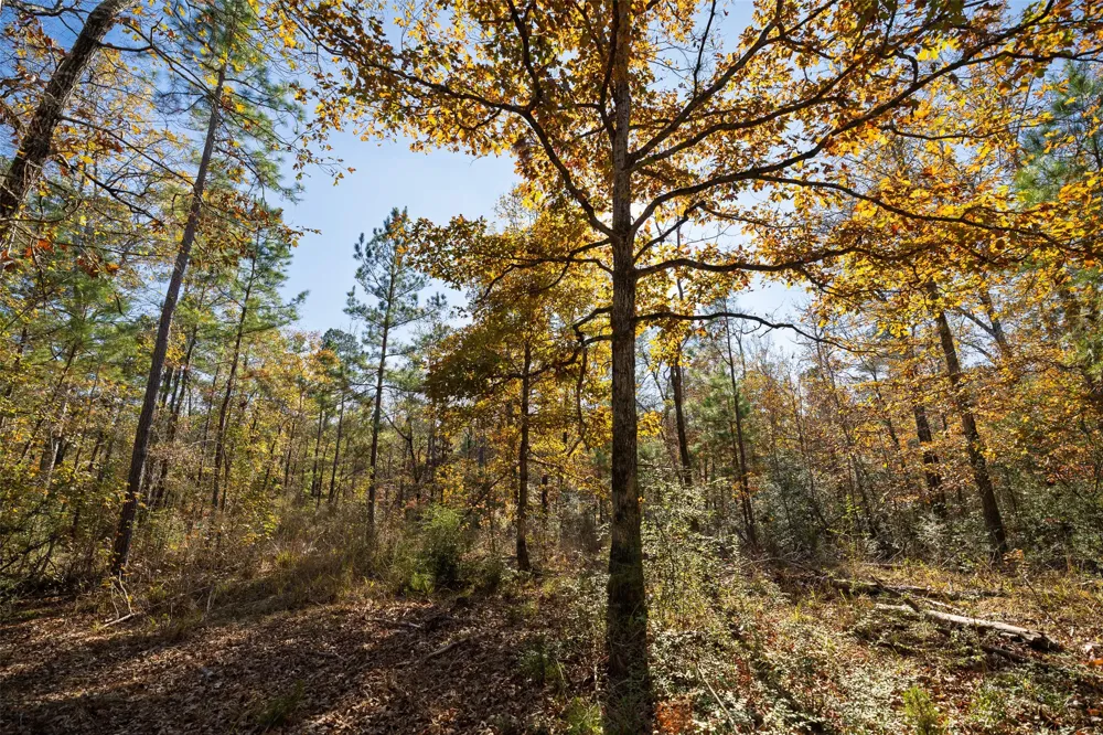 County Road 1135 Kennard, TX 75835