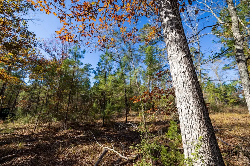 County Road 1135 Kennard, TX 75835