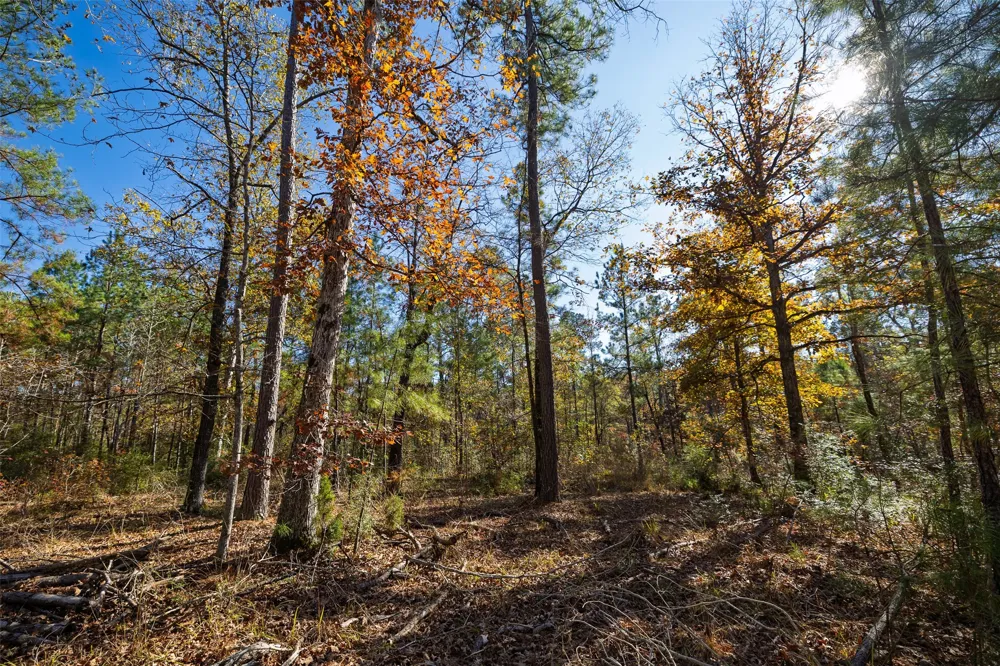 County Road 1135 Kennard, TX 75835