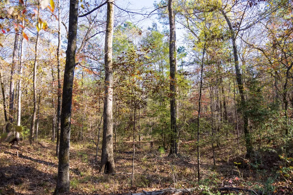 County Road 1135 Kennard, TX 75835