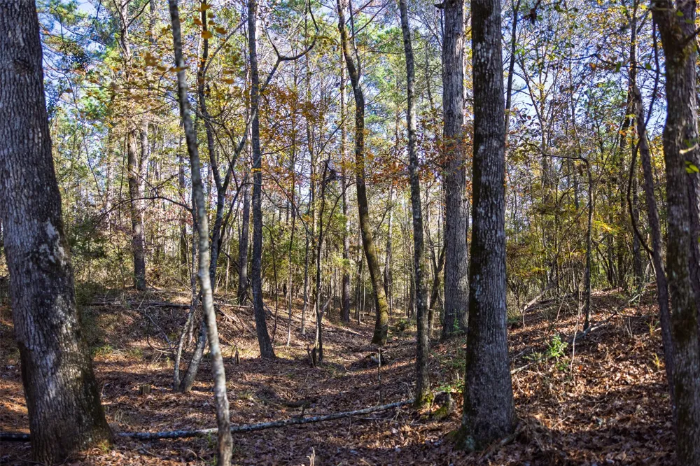 County Road 1135 Kennard, TX 75835