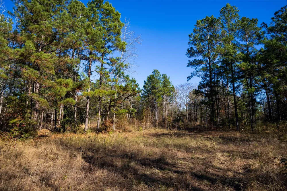 County Road 1135 Kennard, TX 75835