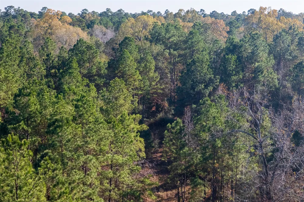 County Road 1135 Kennard, TX 75835