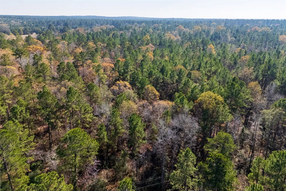 County Road 1135 Kennard, TX 75835