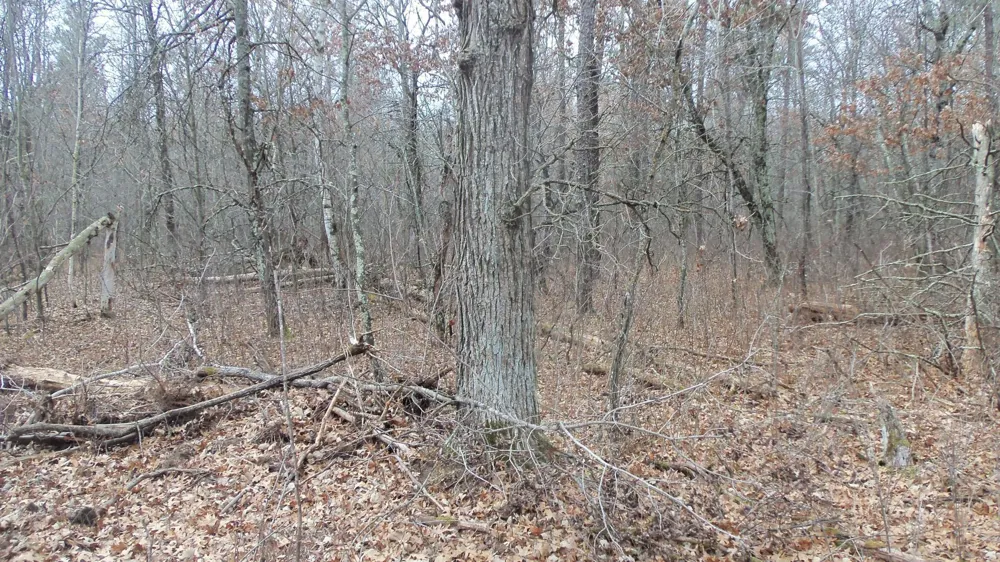 Lot 5 Cnute Creek Trl Grantsburg, WI 54840
