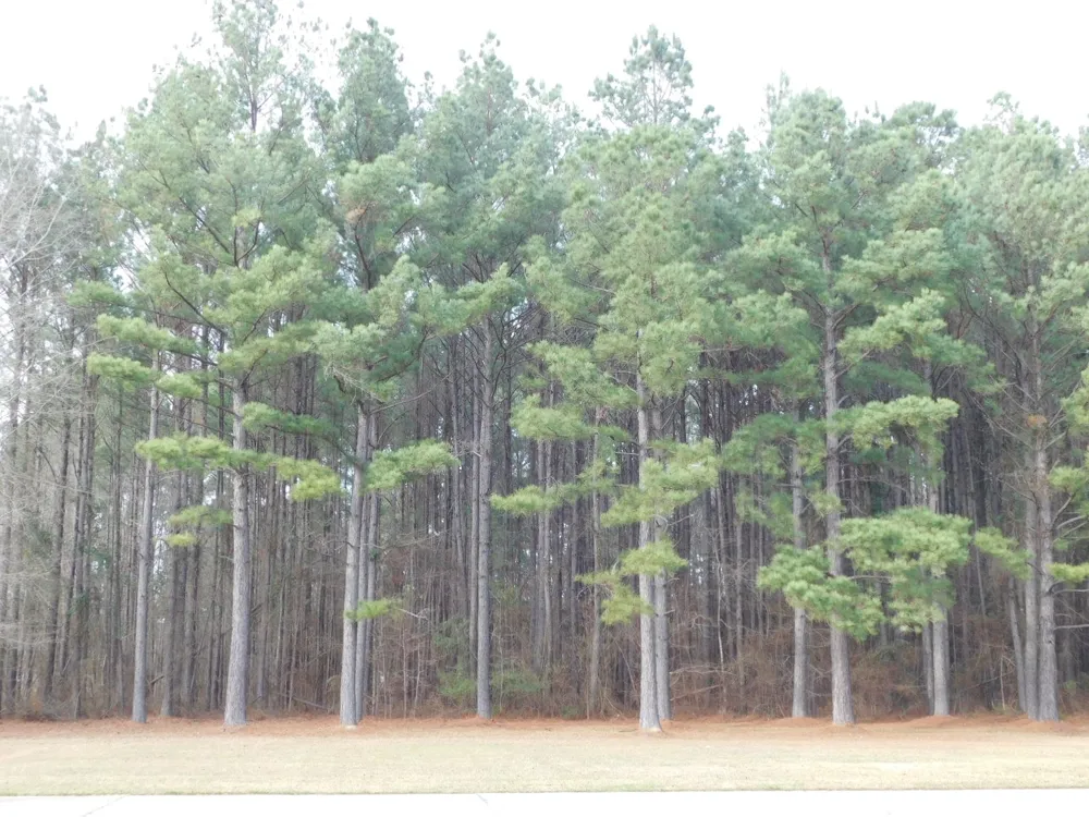 25707 HIGHWAY 371 Sarepta, LA 71071