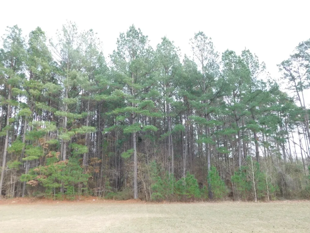 25707 HIGHWAY 371 Sarepta, LA 71071