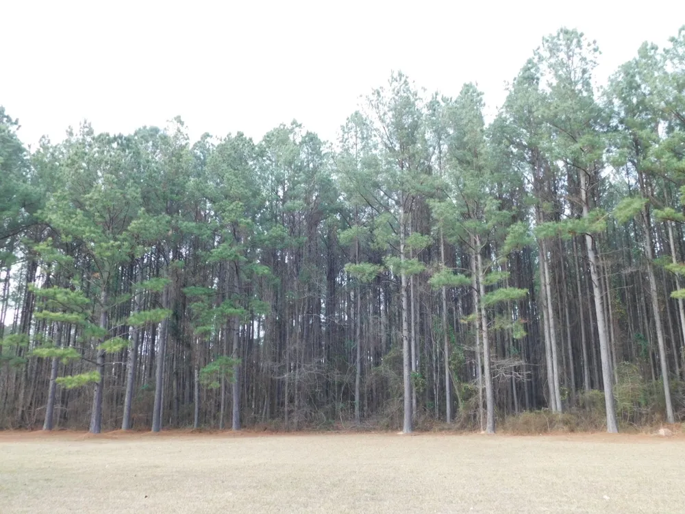 25707 HIGHWAY 371 Sarepta, LA 71071