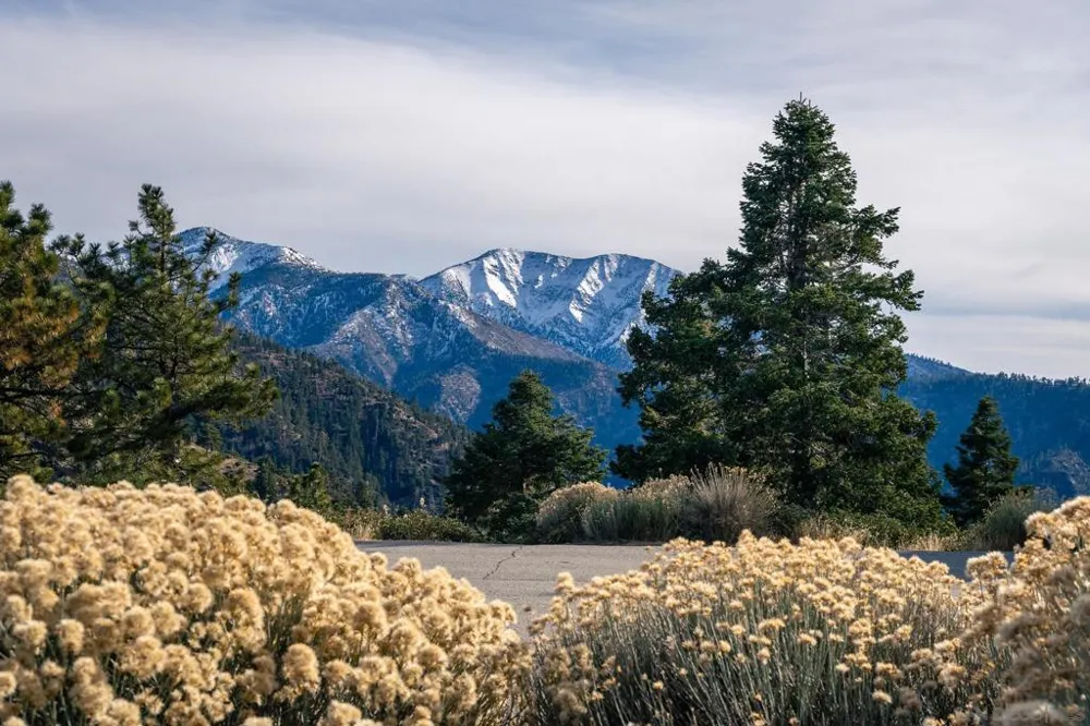 Timberline Dr Wrightwood, CA 92397