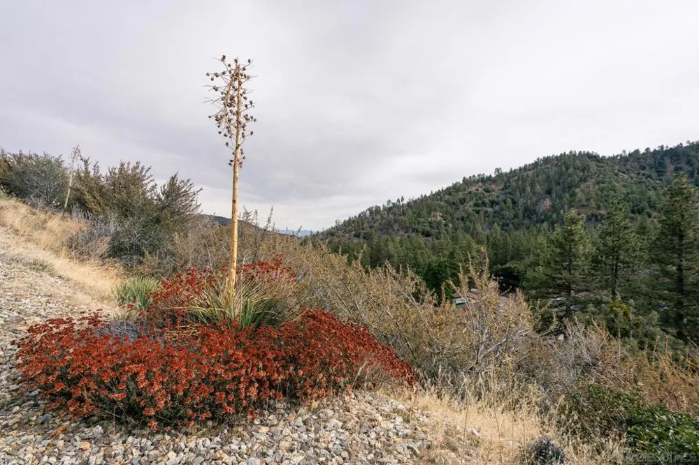 Timberline Dr Wrightwood, CA 92397