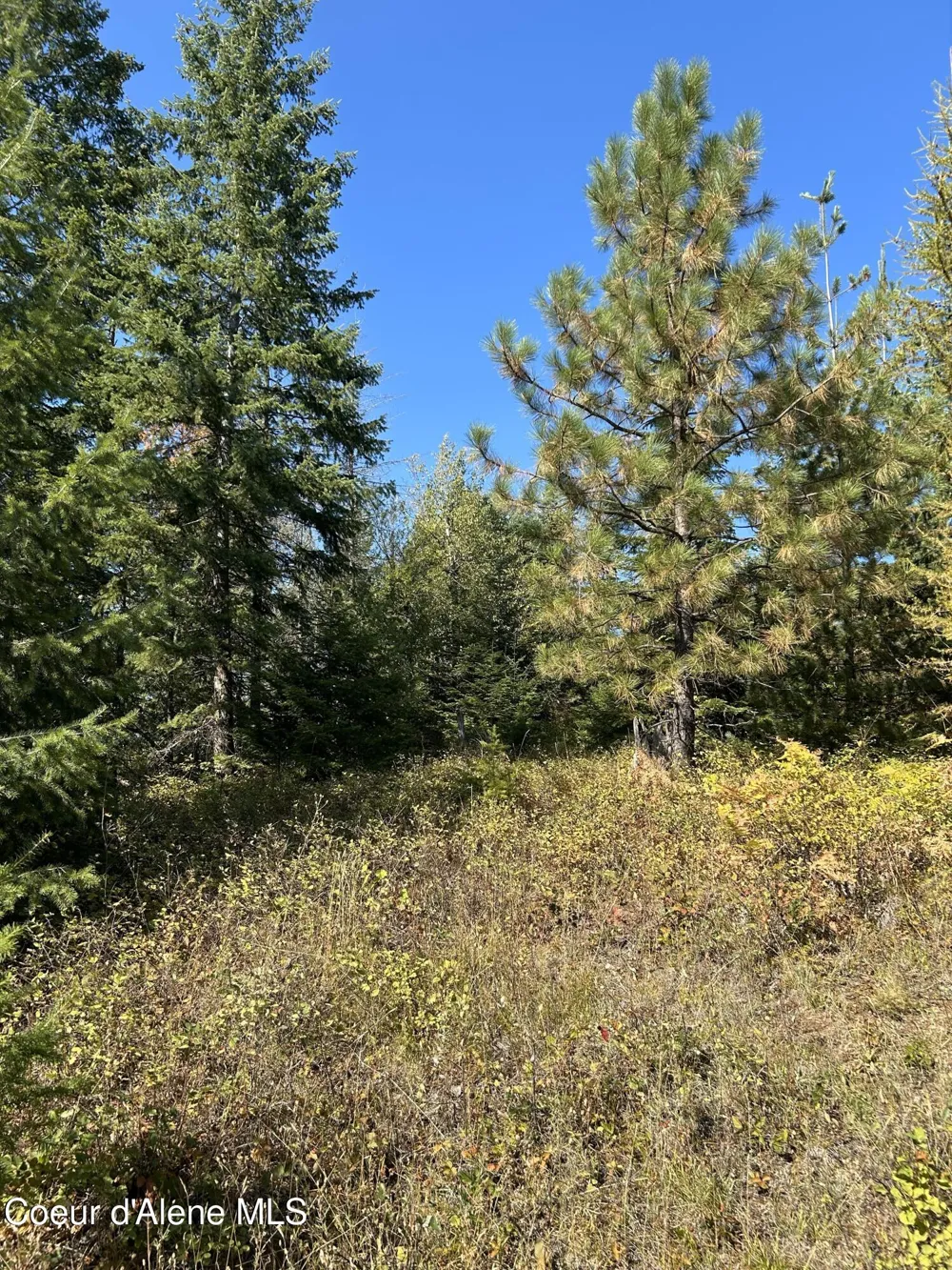 Tract 3 USFS 2294 Clark Fork, ID 83811